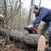 Doug Keen saws apart a damaged tree in yard of the Fike family on March 31, 2012. The Fikes are his next-door neighbors on Dexter-Pinckney Rd.  Doug's wife, Sue, has been helping organize volunteers for the clean-up efforts around Dexter. Angela J. Cesere | AnnArbor.com

